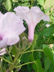 Ipomoea carnea