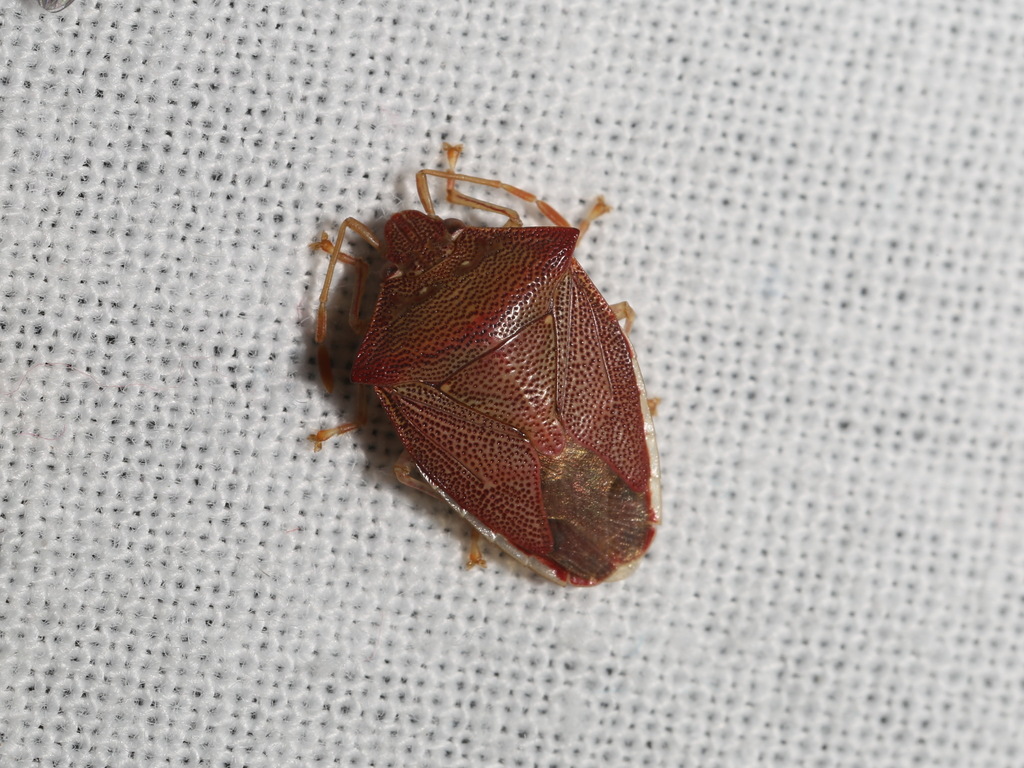 Hiarchas bifasciculatus