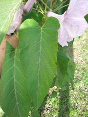 Ipomoea carnea