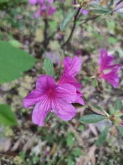 Rhododendron dauricum