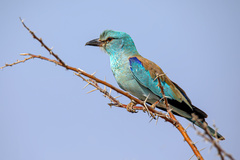 Coracias garrulus