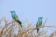Coracias garrulus
