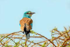 Coracias garrulus