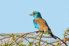 Coracias garrulus
