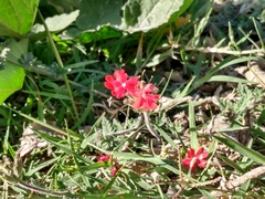 Glandularia peruviana