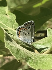 Plebejus samuelis