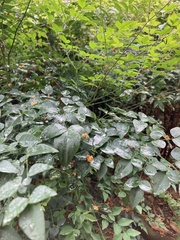 Wikstroemia nutans