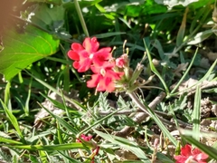 Glandularia peruviana