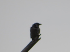 Cyanocitta cristata image