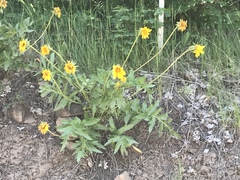 Balsamorhiza