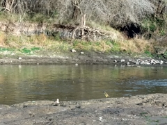 Pitangus sulphuratus