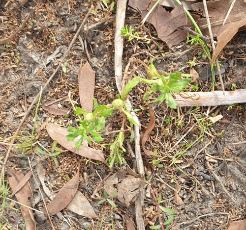 Centipeda cunninghamii, photograph 4