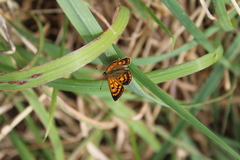 Lycaena 'canterbury common copper'