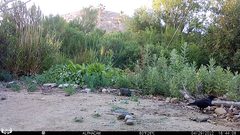 Corvus brachyrhynchos