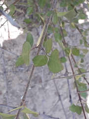 Fraxinus parryi