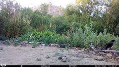 Corvus brachyrhynchos