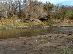 Pitangus sulphuratus