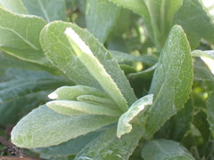 Senecio lanceus