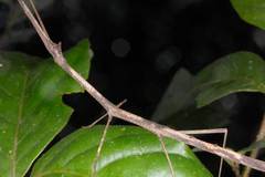 Austrocarausius coronatus