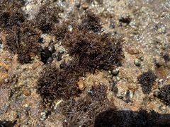 Endocladia