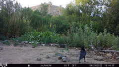 Corvus brachyrhynchos