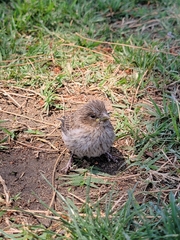 Haemorhous mexicanus