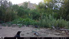 Corvus brachyrhynchos