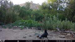 Corvus brachyrhynchos