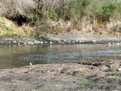 Pitangus sulphuratus