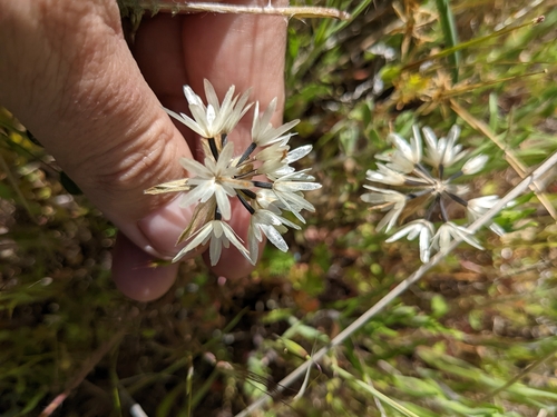 iNaturalist observation photo of Blow Wives