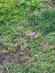 Haemorhous mexicanus