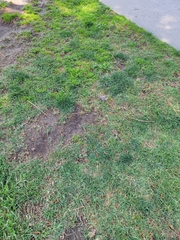 Haemorhous mexicanus