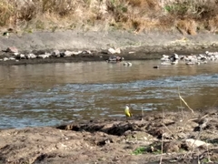 Pitangus sulphuratus