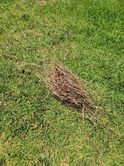 Haemorhous mexicanus