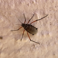 Longistigma liquidambarus