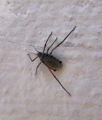 Longistigma liquidambarus