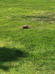 Haemorhous mexicanus