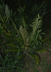 Neoblechnum brasiliense