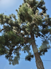 Haemorhous mexicanus