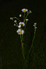 Leptostelma maximum