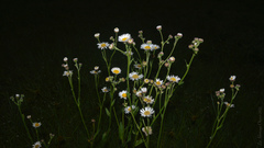 Leptostelma maximum