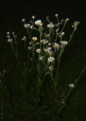 Leptostelma maximum