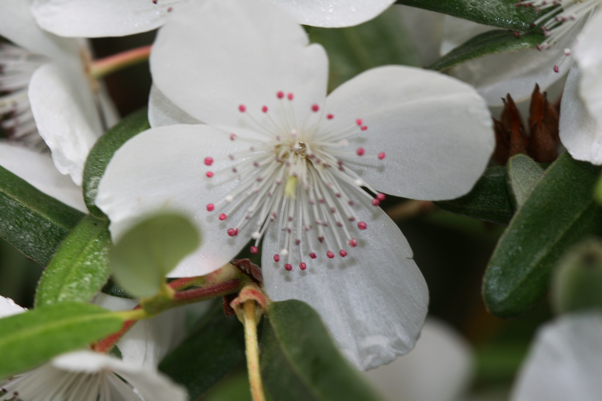 Eucryphia