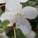 Eucryphia - Photo (c) Arthur Chapman, some rights reserved (CC BY-NC-SA)