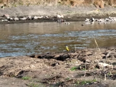 Pitangus sulphuratus