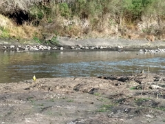 Pitangus sulphuratus