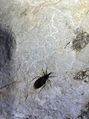 Triatoma gerstaeckeri