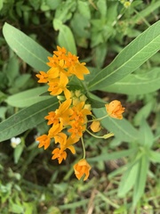 Asclepias curassavica image