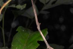 Austrocarausius coronatus