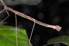 Austrocarausius coronatus